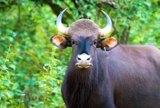 Indian Gaur is a bovine native to South and Southeast Asia, and has been listed as Vulnerable on the IUCN Red List since 1986