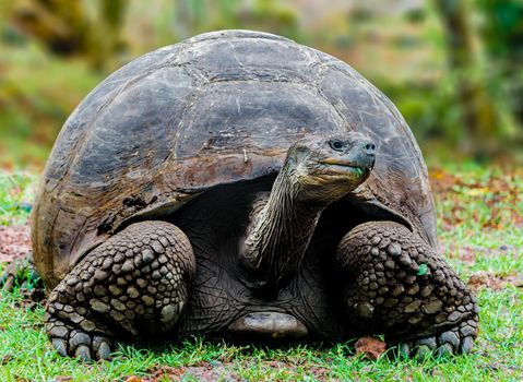 Galapagos Tortoise is the largest living species of tortoise, with some modern Galapagos tortoises weighing up to 417 kg.