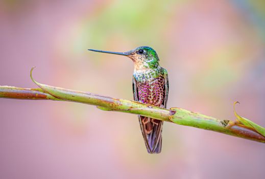 Blue throated star frontlet hummingbird in Columbia