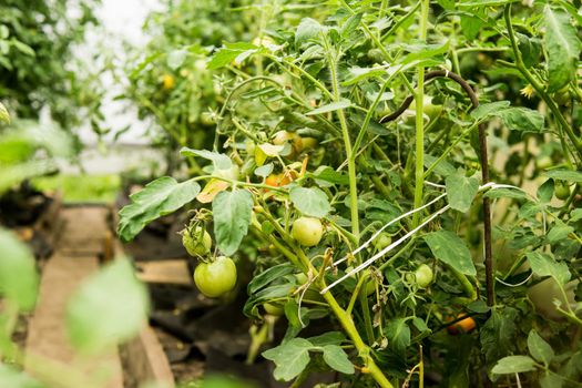 Tomatoes are hanging on a branch in the greenhouse. The concept of gardening and life in the country.