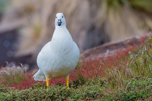 Kelp Goose foraging for food