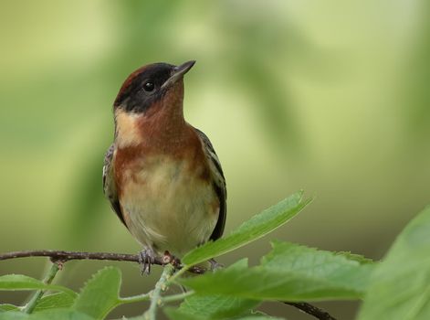 Bay Breasted Warbler sitting on a tree