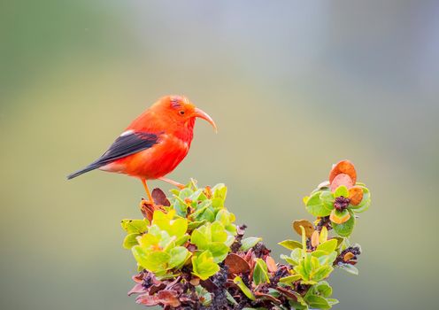 Iiwi endangered Hawaiian honeycreeper bird sitting on a tree top on a cloudy day