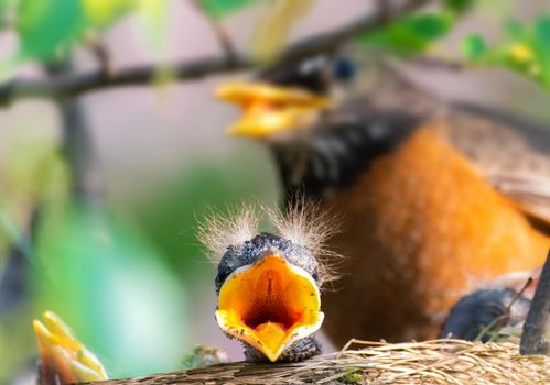 Photo of Baby American Robin chick waiting for a snack with selective focus on the baby bird