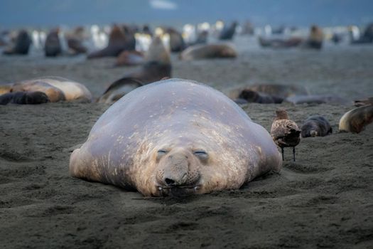 Photo of a southern elephant seal resting after a long day of defending his haremwith selective focus on the seal