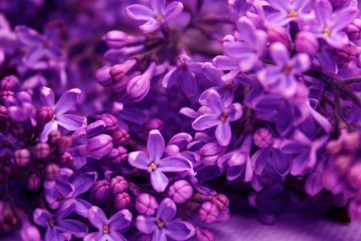Lilac flowers in neon light..
