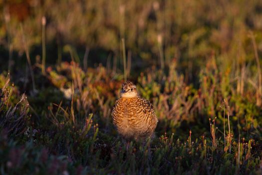 A young willow ptarmigan or grouse hiding among willows in Canada's arctic tundra. Near Arviat, Nunavut