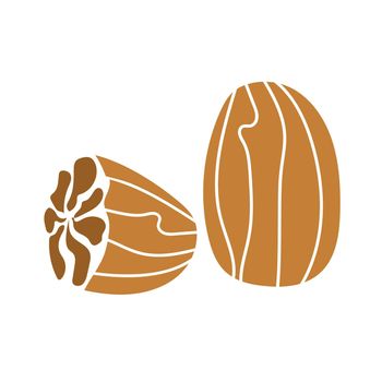 Nutmeg, hand drawn graphic element for packaging design of nuts and seeds or snack. Vector illustration in simple art style