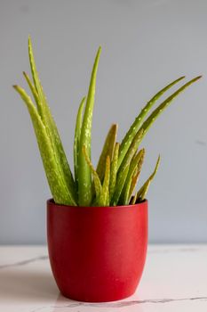 Aloe Vera plant in a red ceramic pot