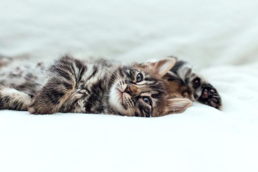 Cute bengal one month old kitten on the white fury blanket close-up.