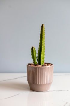 Stapelia plant in ceramic flowerpot with isolated background