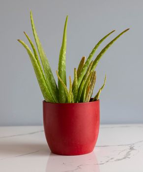 Aloe Vera plant in a red ceramic flowerpot on a grey isolated background