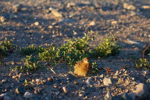 A young willow ptarmigan or grouse while standing among rocks in Canada's arctic tundra. Near Arviat, Nunavut