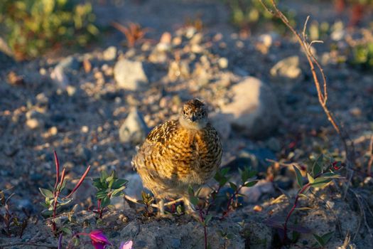 A young willow ptarmigan or grouse while standing among rocks in Canada's arctic tundra. Near Arviat, Nunavut