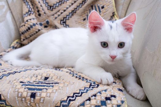 White baby kitten with rose ears lying on pillow