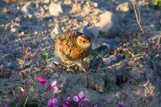 A young willow ptarmigan or grouse while standing among rocks in Canada's arctic tundra. Near Arviat, Nunavut
