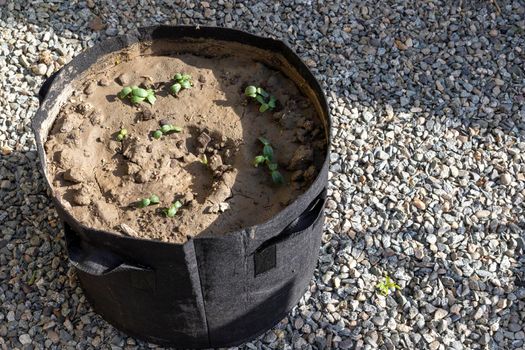 Vegetable growing in black grow bag or home gardening in grow bags concept