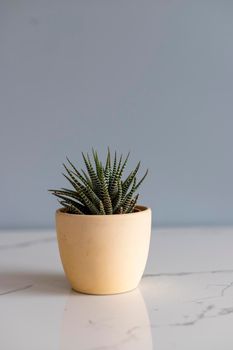Haworthia zebra cactus in a ceramic pot