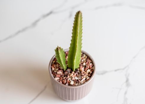 High angle view of stapelia plant in a ceramic pot