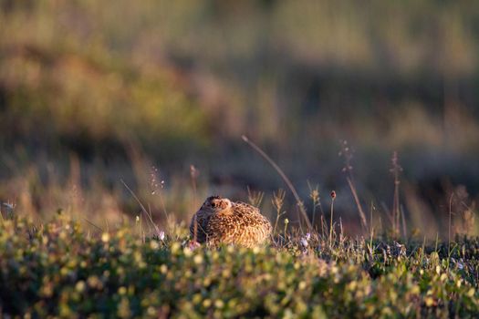 A young willow ptarmigan or grouse hiding among willows in Canada's arctic tundra. Near Arviat, Nunavut