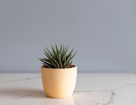 Haworthia succulent plant in a pot with copy space