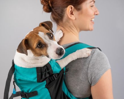 Caucasian woman carries jack russell terrier dog in her backpack