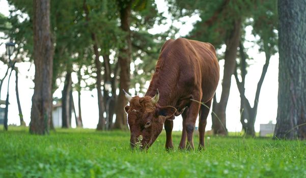 In small Georgian towns on the street you can meet a cow eating grass.