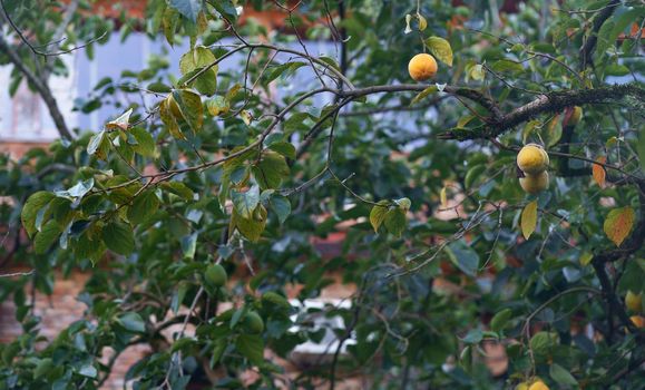 persimmon ripens on a tree in the garden.