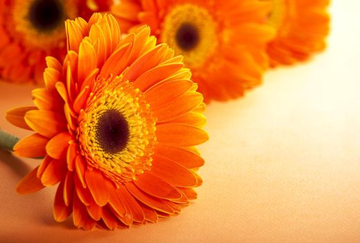 Daisy flowers close up over orange background