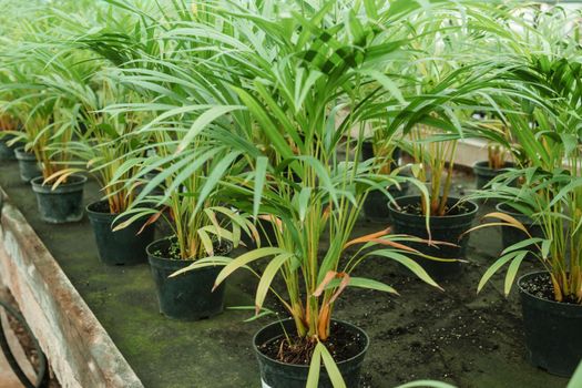 Greenhouse with a large variety of green plants. The concept of planting crops in spring. Pots with seedlings of green plants.