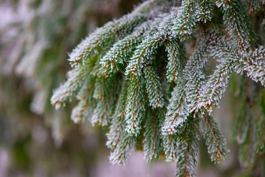 Close up of fir tree branch covered with snow in winter forest