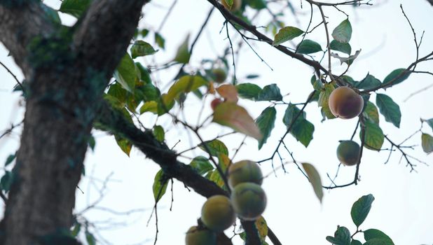 Persimmon Fruit, Persimmon tree in persimmon farm