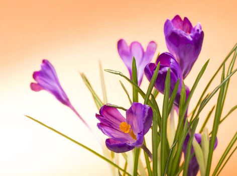 crocuses spring flowers on an orange background