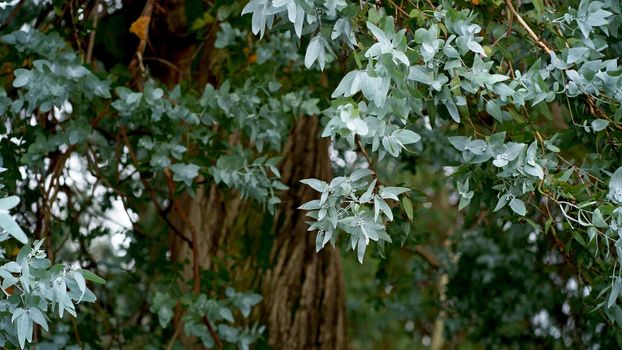 Eucalyptus leaves. branch eucalyptus tree nature background