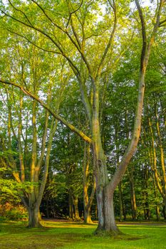 Natural beautiful panorama view with pathway and green plants trees in the forest of Speckenbütteler Park in Lehe Bremerhaven Germany.