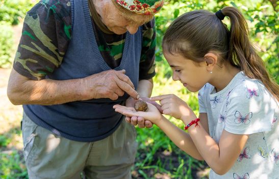 The child examines the snails on the tree. Selective focus. Nature.