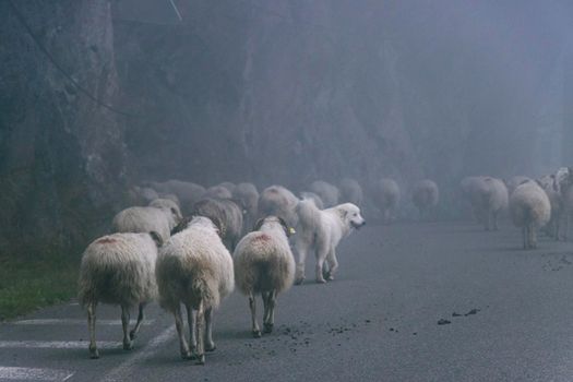 A herding Pyrenean Mountain Dog, or Patou, keeps and eye on a flock of sheep as they walk along a road in the mist, acting as their guardian. Shot on Canon EOS 90D near Gourette, France.