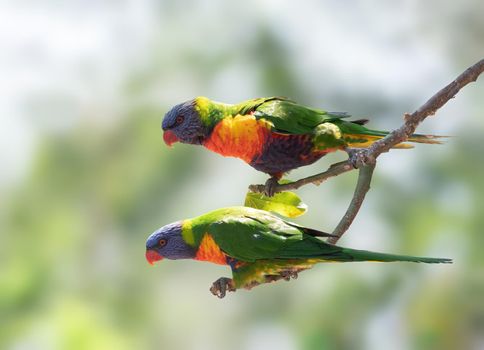 Rainbow Lorikeet is a species of parrot found in Australia