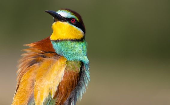 surprised beautiful bird looking at the camera , bee-eater