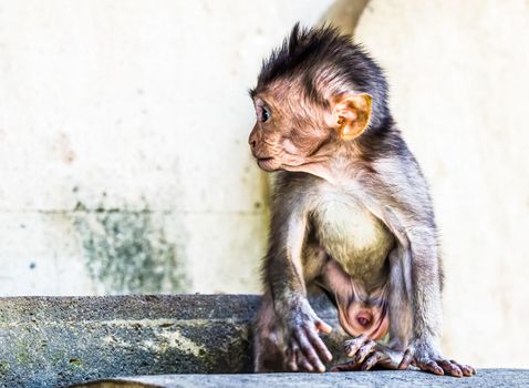 Baby Balinese long tailed monkey in Bali Indonesia