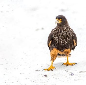 Striated Caracara looking for a afternoon snack in the Falkland Islands