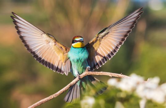 beautiful bee-eater bird opened its wings , wildlife