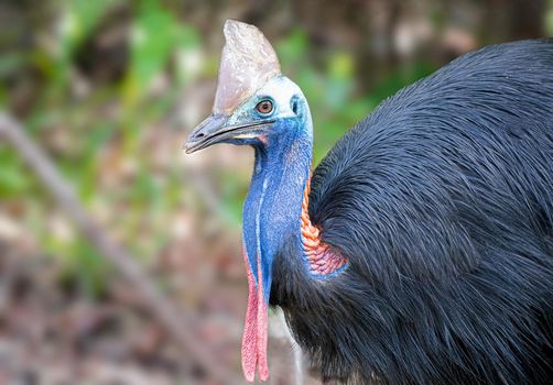 Cassowaries are considered as the world's most dangerous bird. with selective focus on the bird