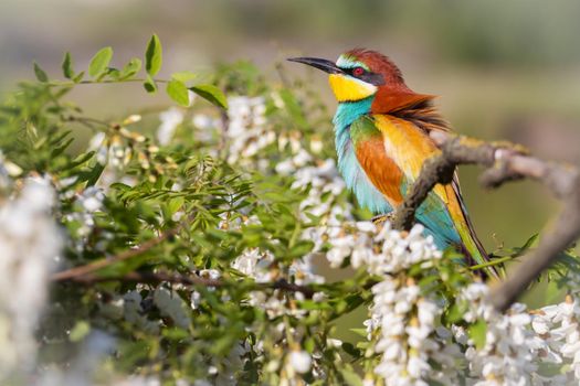 beautiful bird sits among flowering branches , wildlife