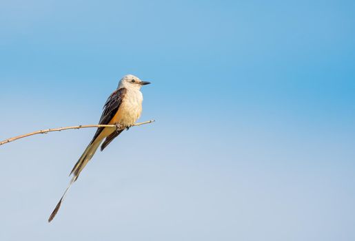 Scissor Tailed Flycatcher sitting on a branch