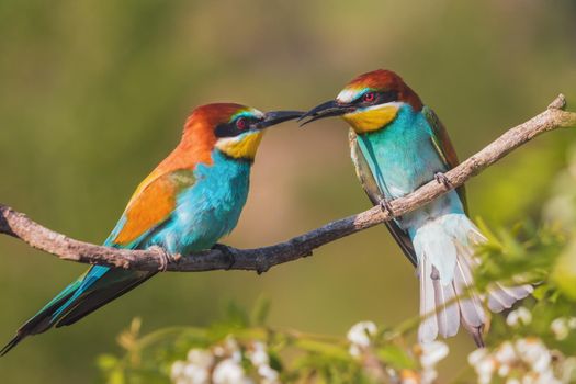 beautiful birds of paradise conflict , wildlife