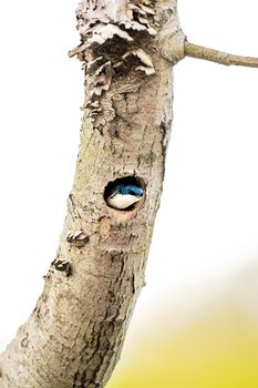 Tree Swallow aerialists with deep-blue iridescent backs and clean white fronts