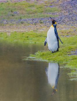 King Penguin is the second largest species of penguin, smaller, but somewhat similar in appearance to the emperor penguin