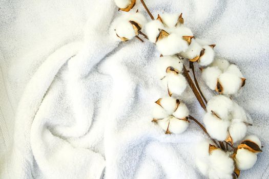 Flat lay Beautiful cotton branch on white fabric top view copy space. Natural cotton fabric texture. Delicate white cotton flowers. Light color cotton background. Eco textiles. Fabric backdrop