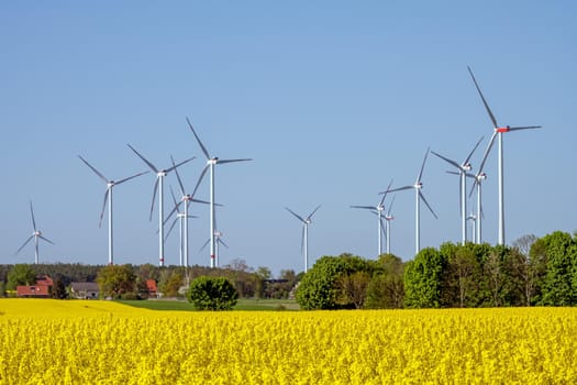 Flowering canola field with wind turbines in the back seen in Germany